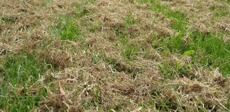 power rake dead grass