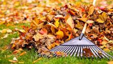 Yard & Leaf Cleanup